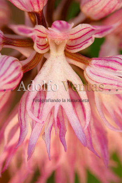 Orchis italica (detalle)