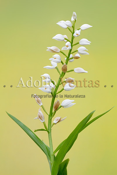 Cephalanthera longifolia