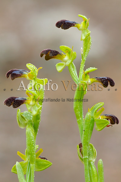 Ophrys fusca subsp. arnoldii