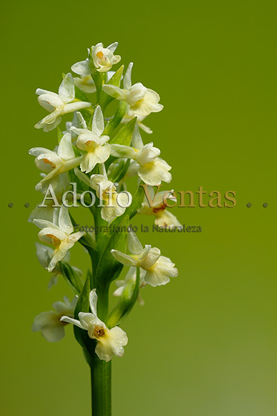 Dactylorhiza insularis (Inflorescencia)