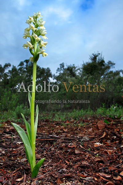 Dactylorhiza insularis (Planta Completa)