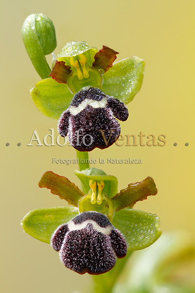 Ophrys dyris