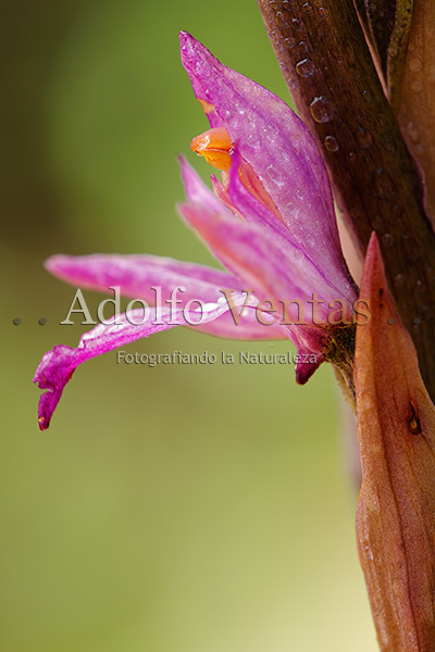 Limodorum trabutianum (Perfil)