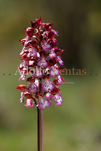 Orchis purpurea