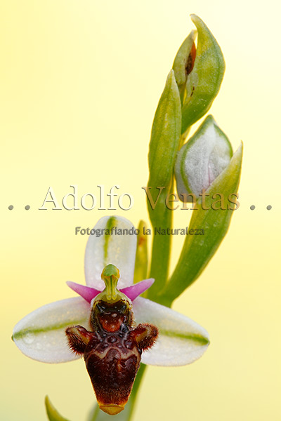 Ophrys scolopax Subsp. picta