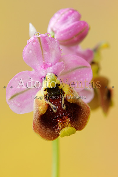Ophrys tenthredinifera Subsp. ficalhoana (Flor)
