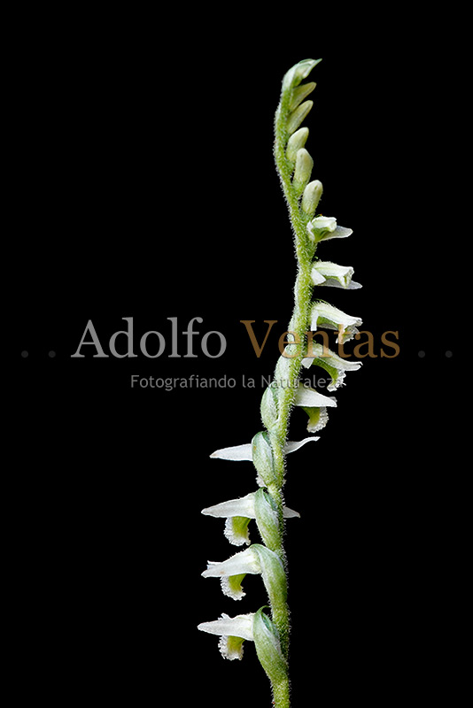 Spiranthes spiralis