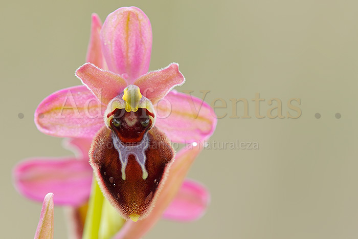 Ophrys x manfredoniae