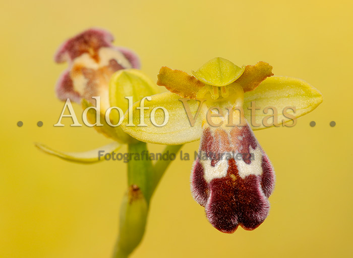 Ophrys x brigittae