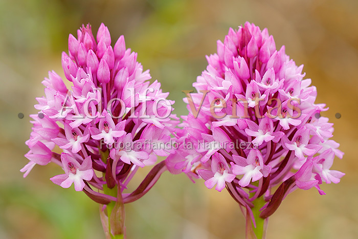 Anacamptis pyramidalis