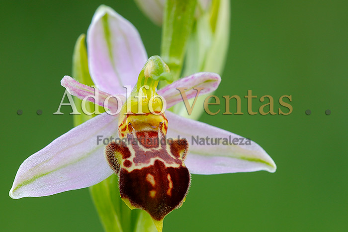 Ophrys apifera var. jurana