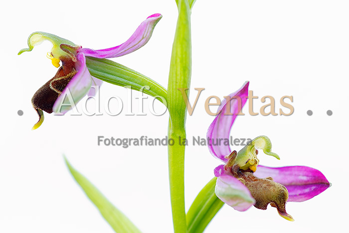 Ophrys apifera var. almaracensis