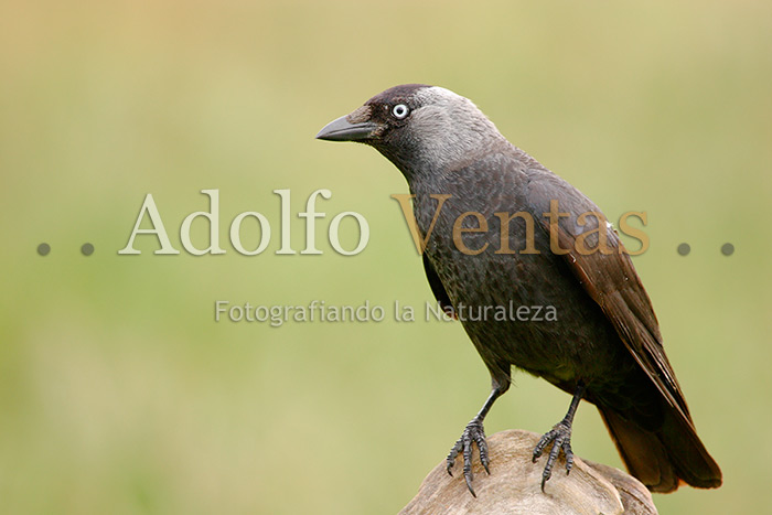 Grajilla (Corvus monedula)