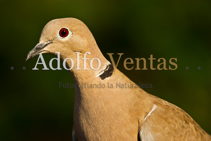 Tórtola Turca (Streptopelia decaocto)