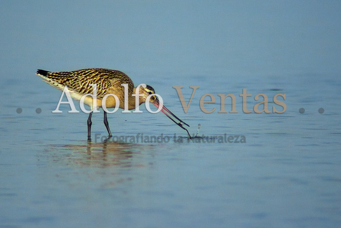 Aguja Colipinta (Limosa lapponica)