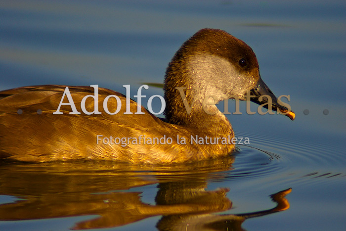 Pato Colorado; Hembra (Netta rufina)