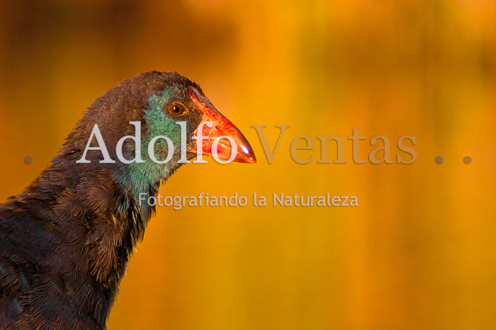 Calamón (Porphyrio porphyrio)