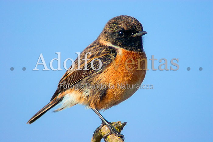 Tarabilla Común (Saxicola torquatus); Macho