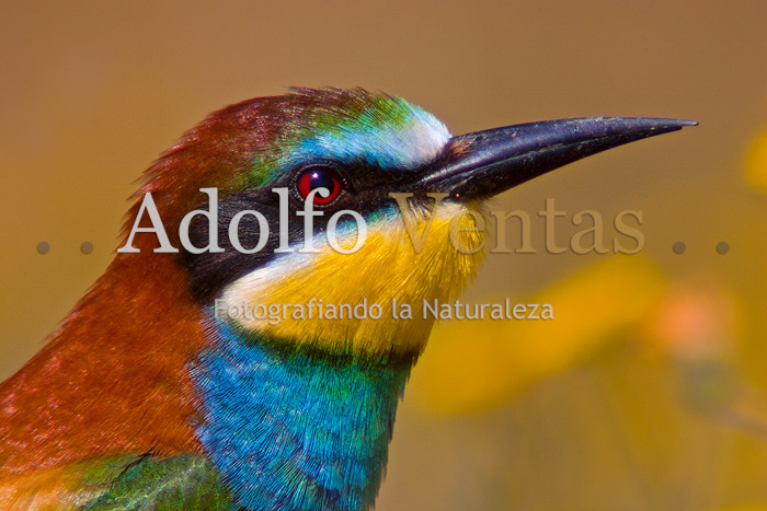 Abejaruco Europeo (Merops apiaster)