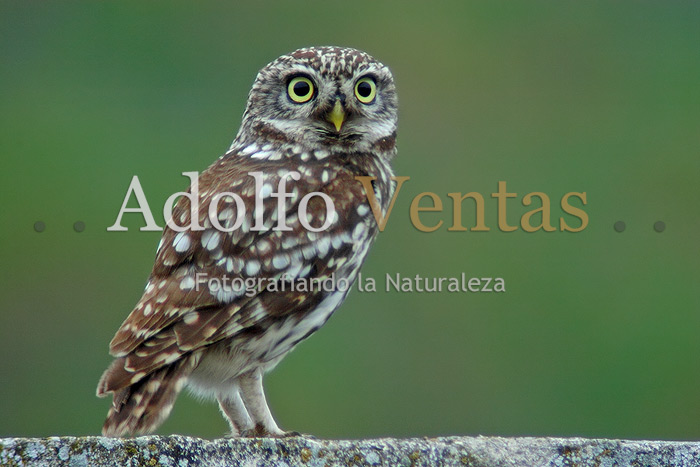 Miradas...