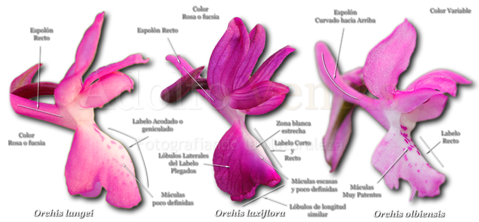 Diferencias Orchis langei, Orchis laxiflora y Orchis olbiensis