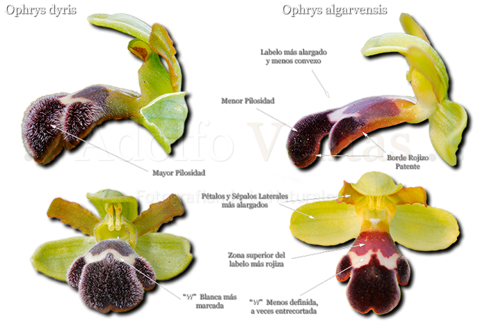 Diferencias Ophrys algarvensis con Ophrys dyris