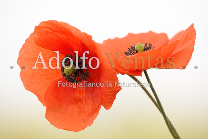Amapolas (Papaver rhoeas)