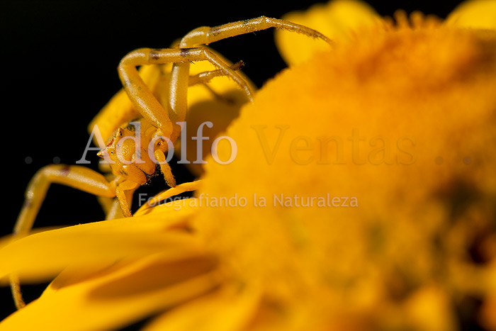 Amarillo