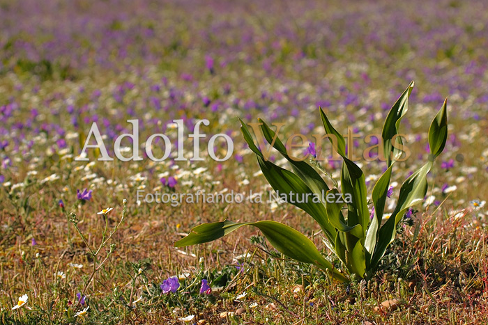 Cebolla albarrana