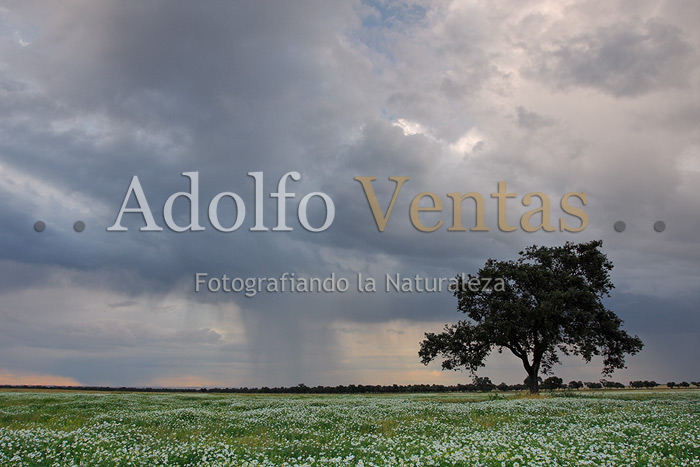 Nubes de Tormenta