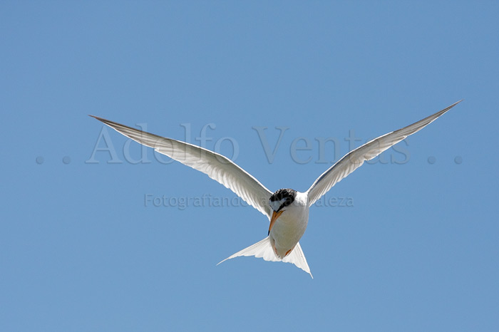 El Vuelo del Charrancito