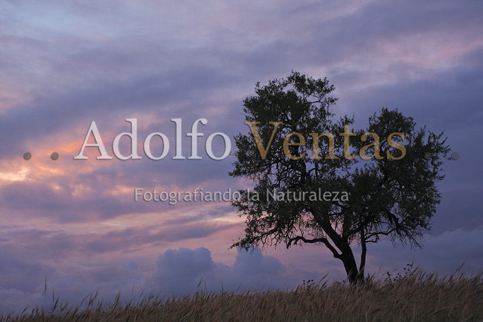 El Árbol Solitario