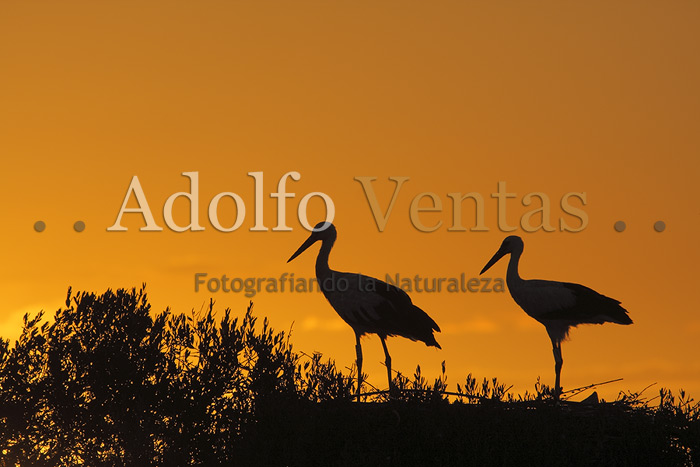Cigüeñas al Atardecer