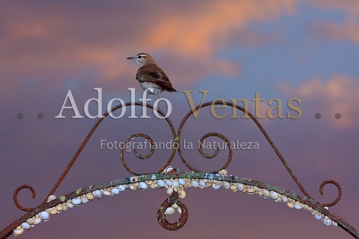 El Viejo Pozo