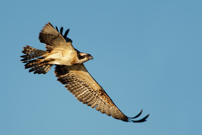 Águila Pescadora (Pandion halieatus)