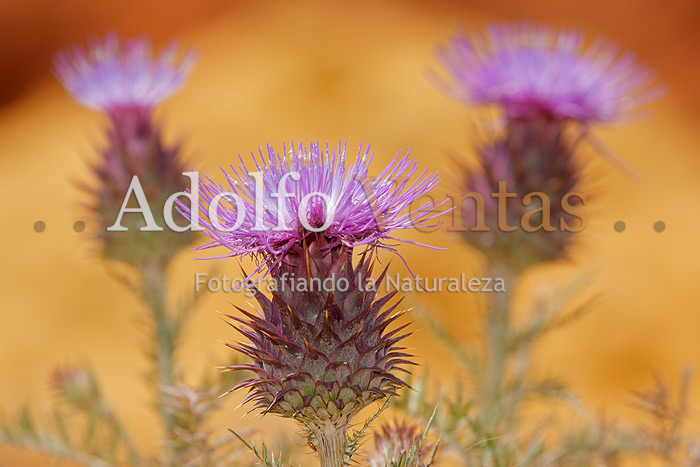 3 cardos