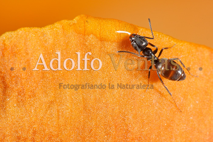 Lengua de Fuego