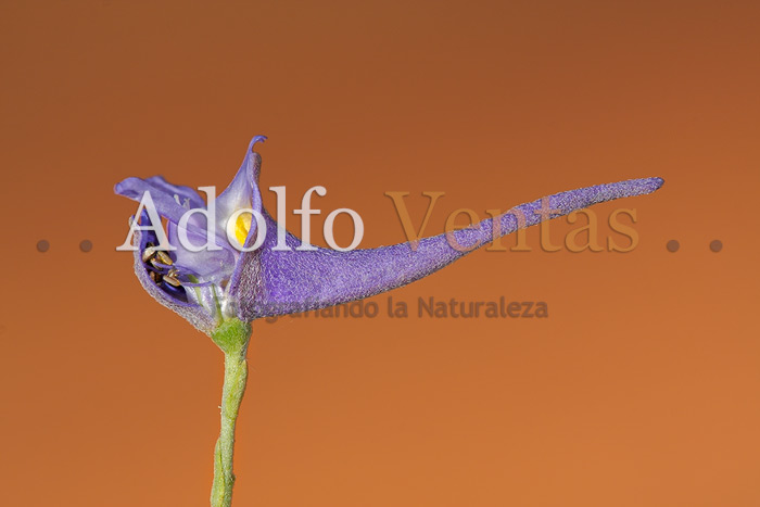 Espuelas de Caballero