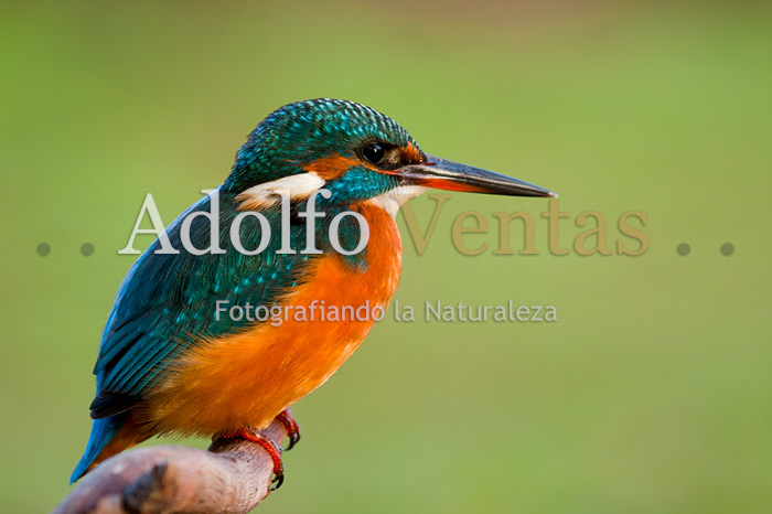 Martín Pescador (Hembra)