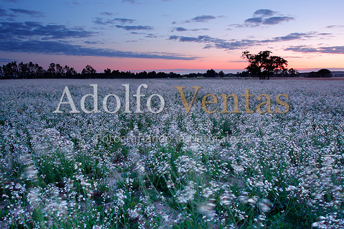 Movimiento de las flores