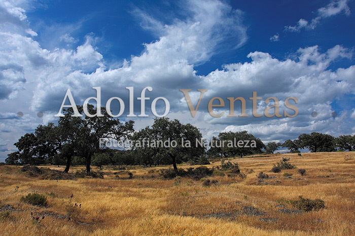 Dehesa en Sierra Norte