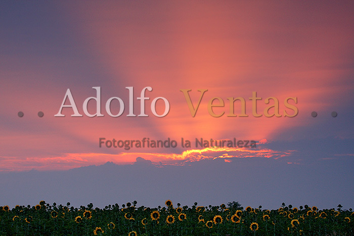 La Espera