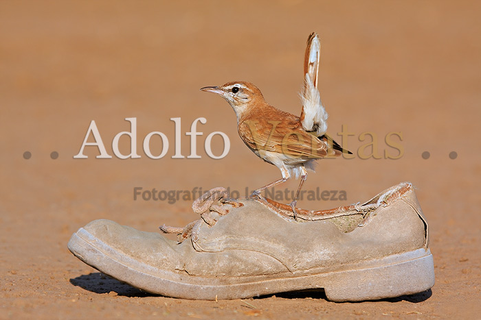 El Zapato