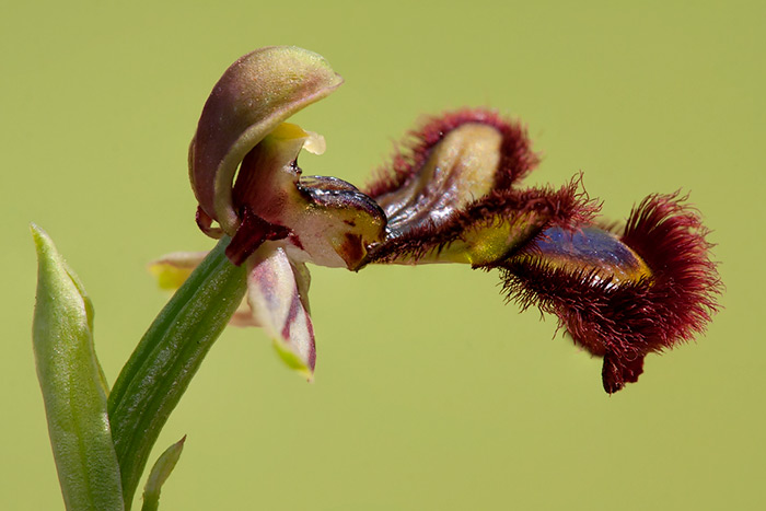 Ophrys speculum, visión de perfil.