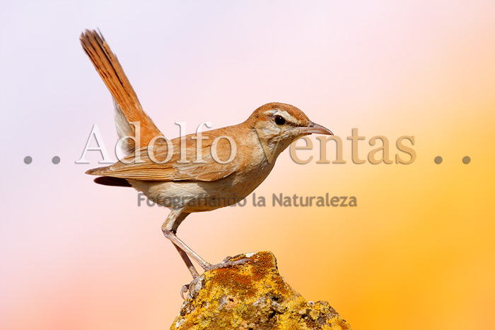 Degradado