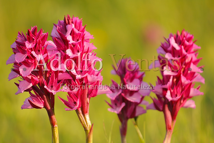 Orchis papilionacea