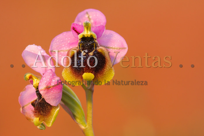 Ophrys tenthredinifera (Subsp. ficalhoana)