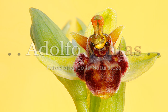 Ophrys x olbiensis