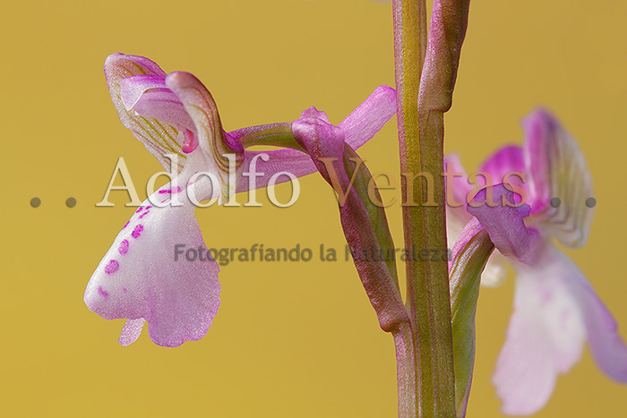 Ophrys morio subsp. picta