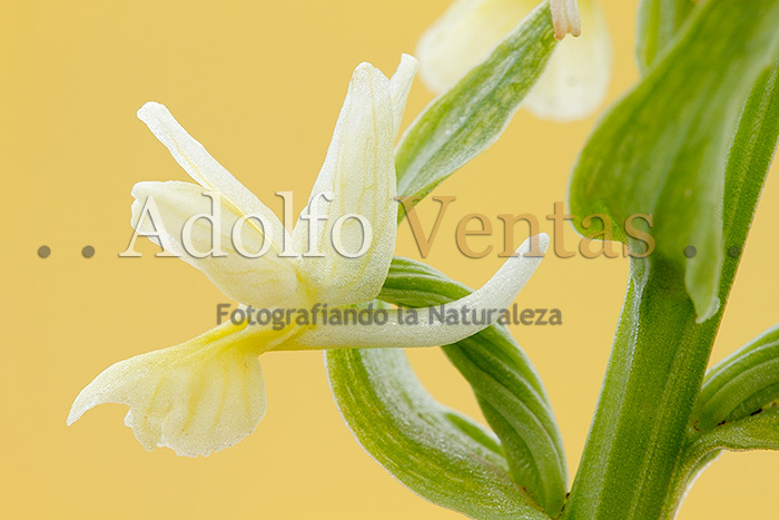 Dactylorhiza sulphurea (detalle espolón)
